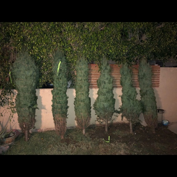 Christmas trees - Picture 2 of 5